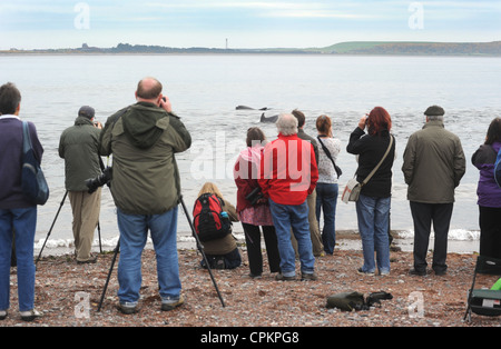 NATURBEOBACHTER SAMMELN, SIEHE WILD LEBENDE DELPHINE SCHWIMMEN AM CHANONRY POINT NAHE ROSEMARKIE AUF DEN MORAY FIRTH IN SCHOTTLAND, VEREINIGTES KÖNIGREICH Stockfoto