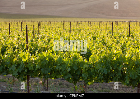 Kalifornischen Längstal Weingut im Frühjahr - San Luis Obispo County, Kalifornien USA Stockfoto