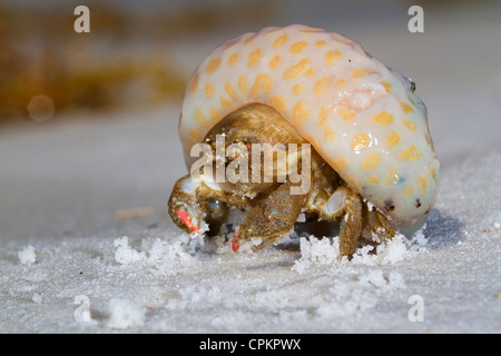 Shellback Krabbe (Hypoconcha Arcuata) mit einer Koralle als Abdeckung (Panama City Beach, Florida, USA) Stockfoto