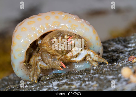 Shellback Krabbe (Hypoconcha Arcuata) mit einer Koralle als Abdeckung (Panama City Beach, Florida, USA) Stockfoto