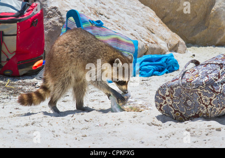 Waschbär (Procyon Lotor) Aufräumvorgang am Florida-Strand (St. Andrews State Park, Panama City Beach, Florida, USA). Stockfoto