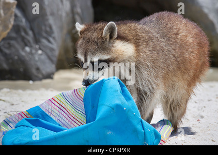 Waschbär (Procyon Lotor) Aufräumvorgang am Florida-Strand (St. Andrews State Park, Panama City Beach, Florida, USA). Stockfoto