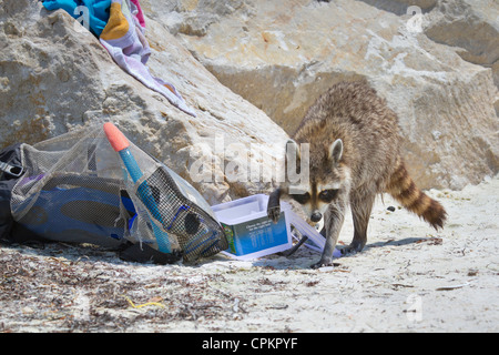 Waschbär (Procyon Lotor) Aufräumvorgang am Florida-Strand (St. Andrews State Park, Panama City Beach, Florida, USA). Stockfoto