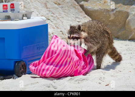 Waschbär (Procyon Lotor) Aufräumvorgang am Florida-Strand (St. Andrews State Park, Panama City Beach, Florida, USA). Stockfoto