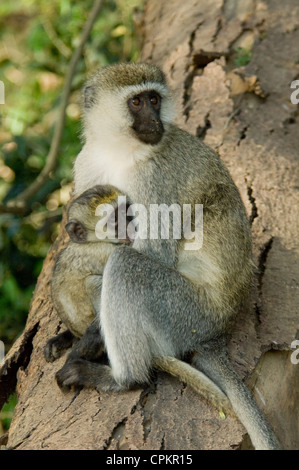 Vervet Affe im Baum mit Baby Pflege Stockfoto