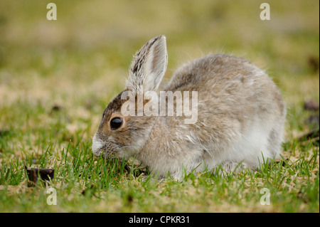 Unterschiedliche Hase (Lepus americanus) Übergangszeit Fell im frühen Frühjahr, Greater Sudbury, Ontario, Kanada Stockfoto