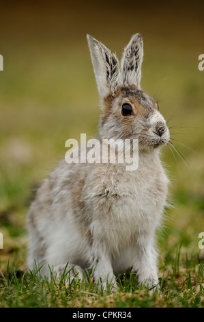 Unterschiedliche Hase (Lepus americanus) Übergangszeit Fell im frühen Frühjahr, Greater Sudbury, Ontario, Kanada Stockfoto