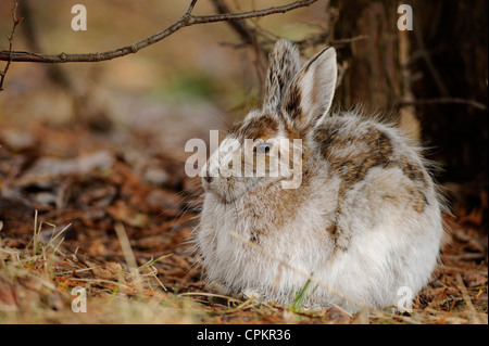 Unterschiedliche Hase (Lepus americanus) Übergangszeit Fell im frühen Frühjahr, Greater Sudbury, Ontario, Kanada Stockfoto