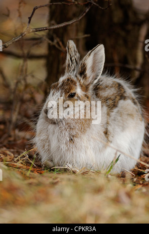 Unterschiedliche Hase (Lepus americanus) Übergangszeit Fell im frühen Frühjahr, Greater Sudbury, Ontario, Kanada Stockfoto