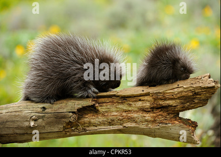Krümmungsanalyse mit Stacheln Krümmungsanalyse mit Stacheln (Erethizon dorsatum) Baby und Erwachsener - captive Muster, Bozeman, Montana, USA Stockfoto