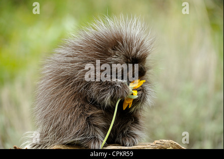 Krümmungsanalyse mit Stacheln Krümmungsanalyse mit Stacheln (Erethizon dorsatum) baby-captive Muster, Bozeman, Montana, USA Stockfoto