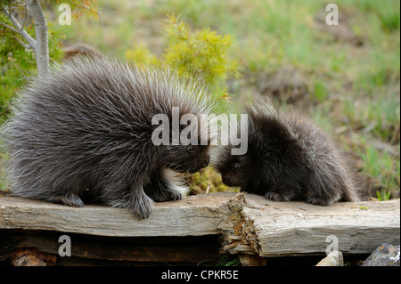Krümmungsanalyse mit Stacheln Krümmungsanalyse mit Stacheln (Erethizon dorsatum) Baby und Erwachsener - captive Muster, Bozeman, Montana, USA Stockfoto
