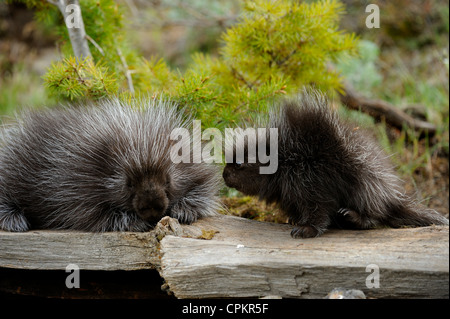 Krümmungsanalyse mit Stacheln Krümmungsanalyse mit Stacheln (Erethizon dorsatum) Baby und Erwachsener - captive Muster, Bozeman, Montana, USA Stockfoto