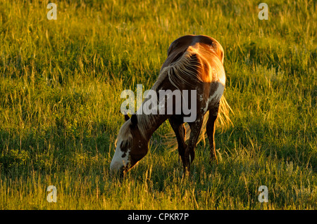 Wild Horse (Pferd) Equus caballus Theodore Roosevelt National Park South, North Dakota, USA Stockfoto