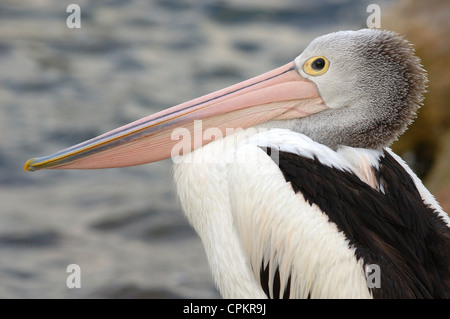 Australischer Pelikan (Pelecanus Conspicillatus) auf Kangaroo Island, aus Adelaide, South Australia Stockfoto