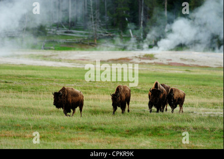 Amerikanische Bison (Bison bison) kleine Herde, Yellowstone National Park, Wyoming, USA Stockfoto