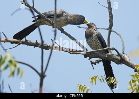 Western grau Wegerich-Esser (Crinifer Piscator) vorbei an Essen zu seinem Kumpel in einem Baum in Gambia Stockfoto