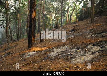 Abholzung in den Regenwald des Nationalpark Taksin Maharat, Thailand Stockfoto