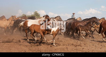 Criollo Pferde Wilder wilder Cowboy Südamerika Stockfoto