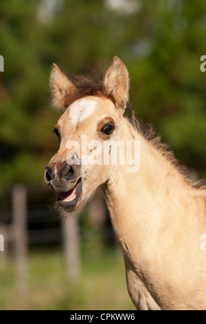 Criollo Pferde Wilder wilder Cowboy Südamerika Stockfoto