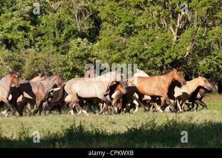 Criollo Pferde Wilder wilder Cowboy Südamerika Stockfoto