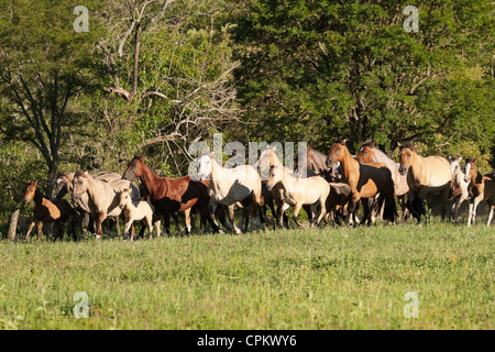 Criollo Pferde Wilder wilder Cowboy Südamerika Stockfoto