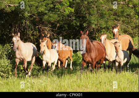 Criollo Pferde Wilder wilder Cowboy Südamerika Stockfoto
