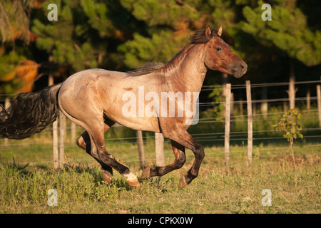 Criollo Pferde Wilder wilder Cowboy Südamerika Stockfoto