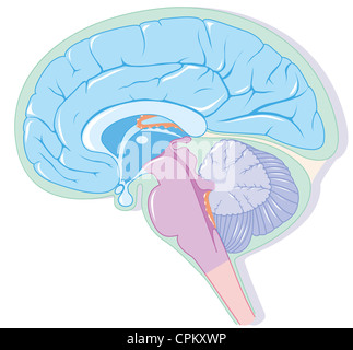 GEHIRN, ZEICHNUNG Stockfoto
