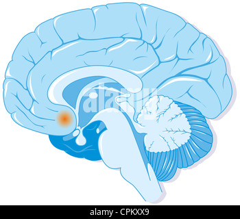 GEHIRN, ZEICHNUNG Stockfoto