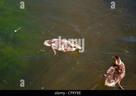 Zwei Baby Stockente Enten, Enten im Teich schwimmen. Stockfoto