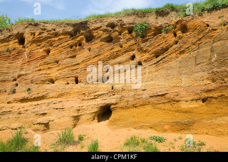 Rote Felsen rock Einlagen mit Muscheln und überqueren Sie Bettwäsche ausgesetzt in einem Steinbruch, Buckanay Grube, in der Nähe von Alderton, Suffolk, England Stockfoto