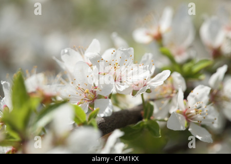 Nahaufnahme der Kirsche Blumen auf ein blühender Baum Stockfoto