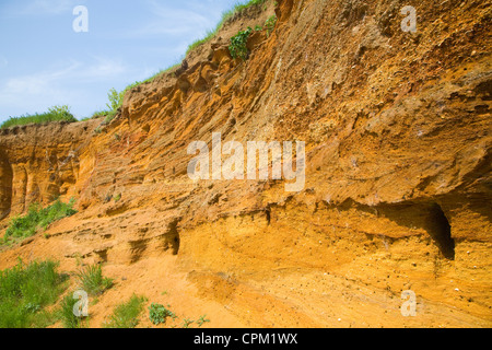 Rote Felsen rock Einlagen mit Muscheln und überqueren Sie Bettwäsche ausgesetzt in einem Steinbruch, Buckanay Grube, in der Nähe von Alderton, Suffolk, England Stockfoto