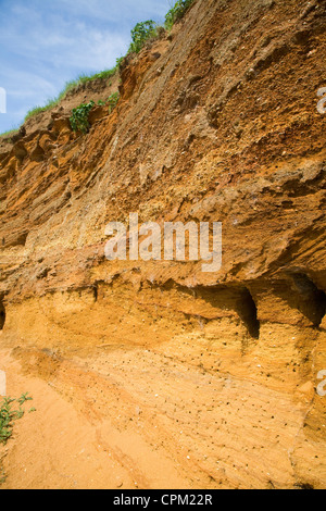 Rote Felsen rock Einlagen mit Muscheln und überqueren Sie Bettwäsche ausgesetzt in einem Steinbruch, Buckanay Grube, in der Nähe von Alderton, Suffolk, England Stockfoto