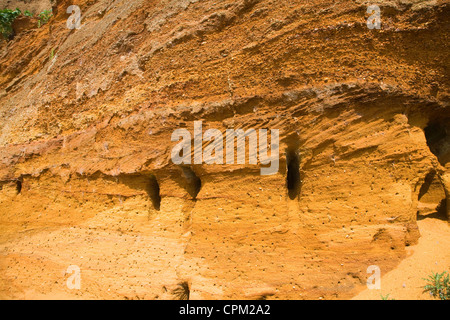 Rote Felsen rock Einlagen mit Muscheln und überqueren Sie Bettwäsche ausgesetzt in einem Steinbruch, Buckanay Grube, in der Nähe von Alderton, Suffolk, England Stockfoto