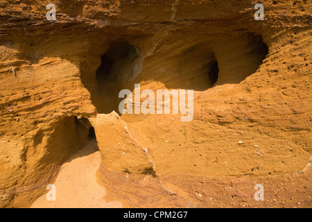 Rote Felsen rock Einlagen mit Muscheln und überqueren Sie Bettwäsche ausgesetzt in einem Steinbruch, Buckanay Grube, in der Nähe von Alderton, Suffolk, England Stockfoto