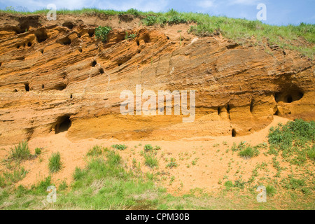 Rote Felsen rock Einlagen mit Muscheln und überqueren Sie Bettwäsche ausgesetzt in einem Steinbruch, Buckanay Grube, in der Nähe von Alderton, Suffolk, England Stockfoto