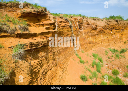 Rote Felsen rock Einlagen mit Muscheln und überqueren Sie Bettwäsche ausgesetzt in einem Steinbruch, Buckanay Grube, in der Nähe von Alderton, Suffolk, England Stockfoto