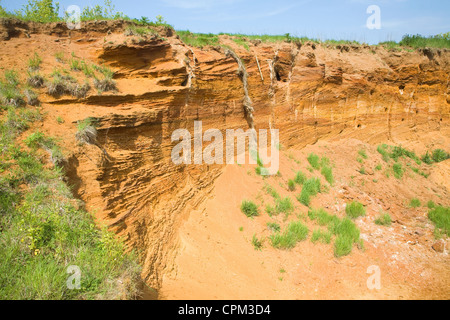 Rote Felsen rock Einlagen mit Muscheln und überqueren Sie Bettwäsche ausgesetzt in einem Steinbruch, Buckanay Grube, in der Nähe von Alderton, Suffolk, England Stockfoto