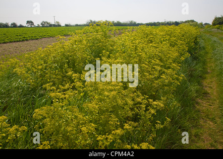 Alexanders blühende Pflanze, Smyrnium Olusatrum, wächst in Landschaft Bawdsey, Suffolk, England Stockfoto