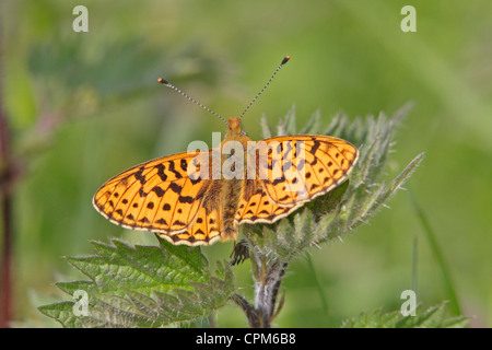 Perle umrahmten Fritillary Butterfly Stockfoto