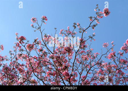 Tebebuia Flower(Pink trumpet) blühen im Frühling Stockfoto