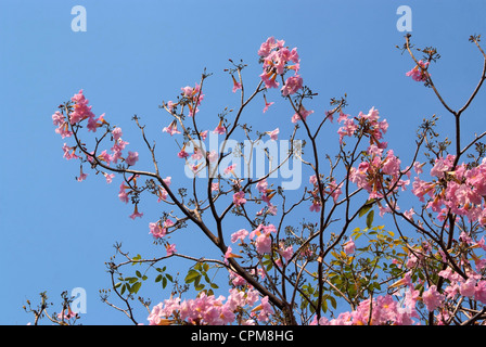 Tebebuia Flower(Pink trumpet) blühen im Frühling Stockfoto