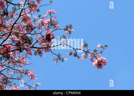 Tebebuia Flower(Pink trumpet) blühen im Frühling Stockfoto