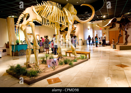 Dinosaurier und vieles mehr an Arizona Museum of Natural History--das einzige Museum seiner Art im Großraum Phoenix, Mesa, AZ, USA Stockfoto