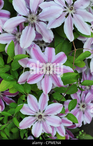 Clematis 'Nelly Moser' Stockfoto