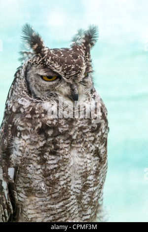 Gefleckte Uhu. (Bubo Africanus) Stockfoto