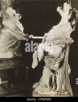 Zwei gut gekleidete Hunde heulen viel Spaß Stockfoto