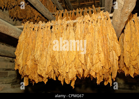 Tabakblätter hängen zum Trocknen in einer Scheune Stockfoto